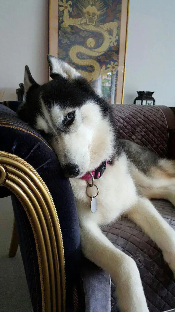 A Husky lying on the couch and hiding half of its face