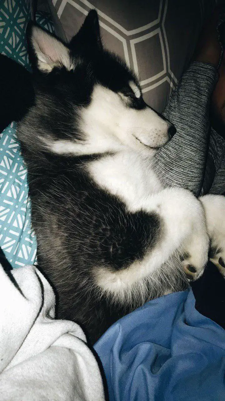A Husky sleeping soundly on the bed at night