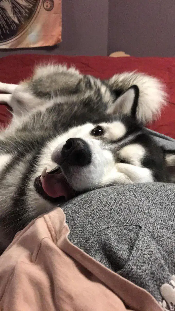 A Husky lying on the bed with its smiling face leaning against the butt of a person lying on the bed