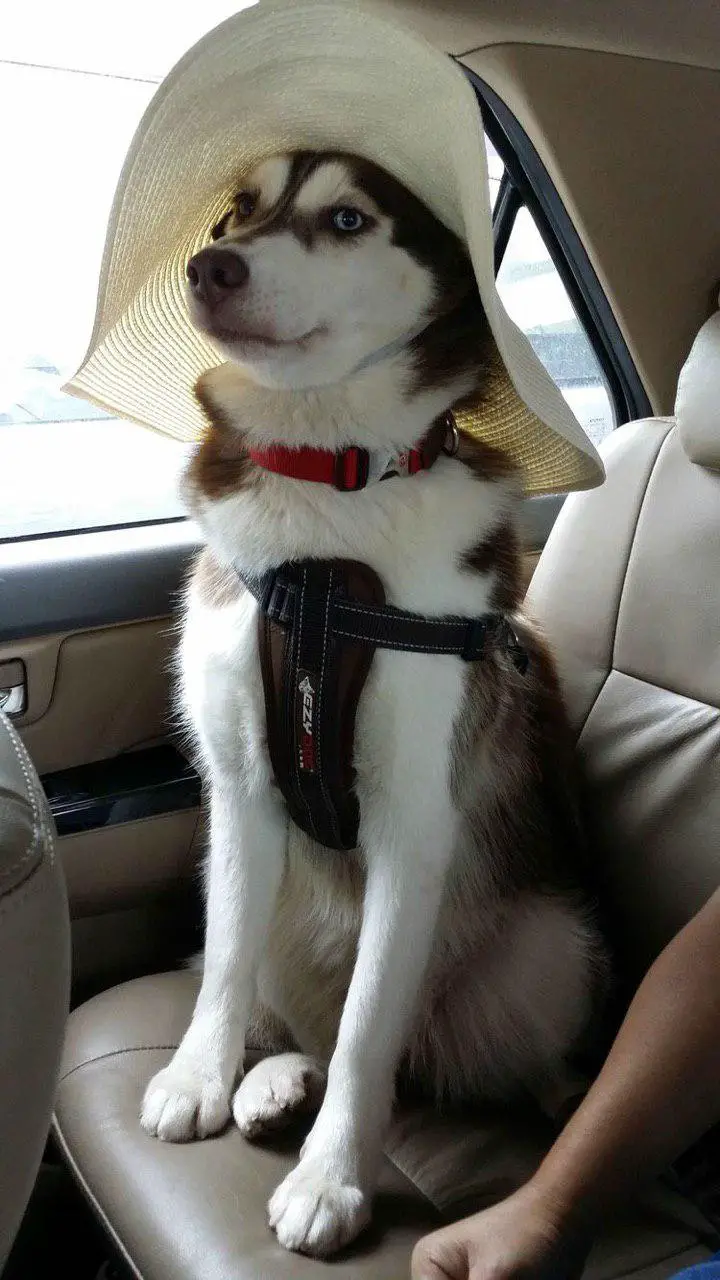 A Husky wearing a large summer hat while sitting in the backseat inside the car