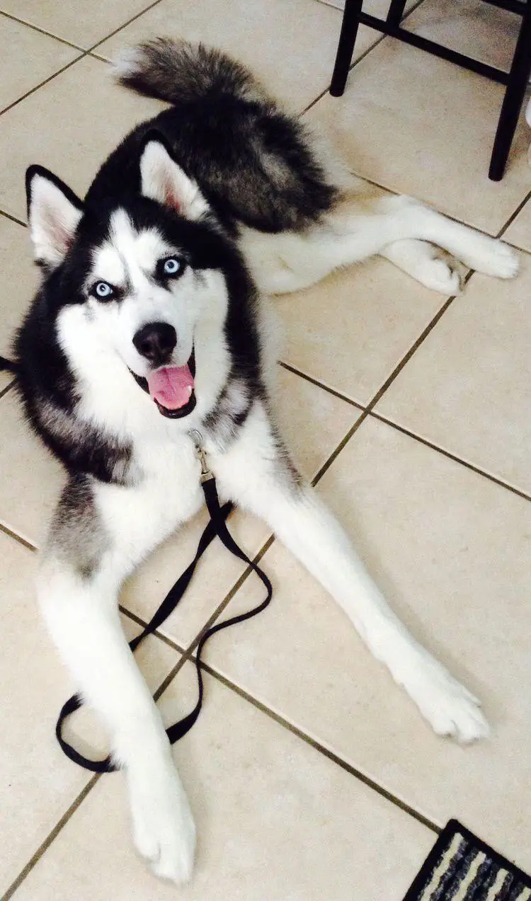 A Husky lying on the floor while looking up and smiling