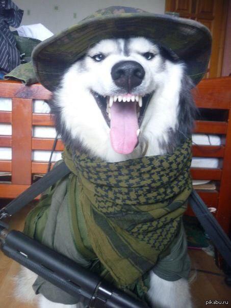 A Husky wearing a military outfit while sitting on the chair and smiling with its tongue out