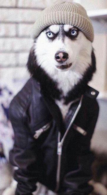 A Husky wearing a black leather jacket and a brown beanie