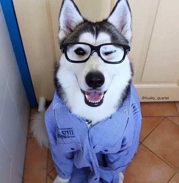 A Husky wearing a long sleeved blue uniform and glasses while sitting on the floor and smiling