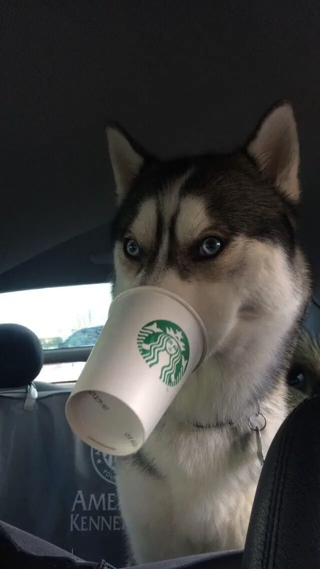 A Husky drinking from a cup of starbucks inside the car