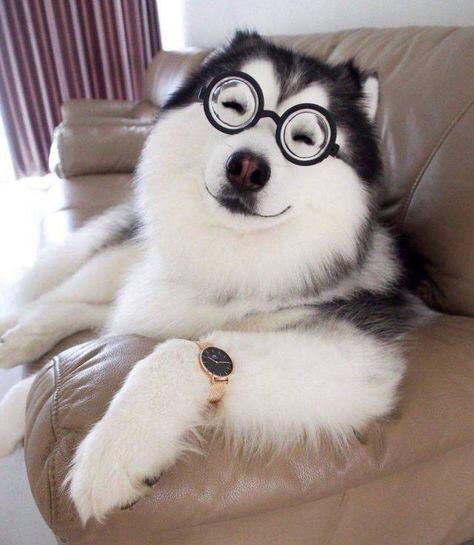 A smiling husky lying on the couch photo and edited it wearing round glasses and a watch on its arms