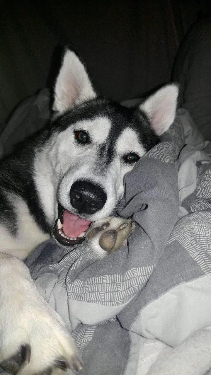 A Husky lying on the bed at night while smiling