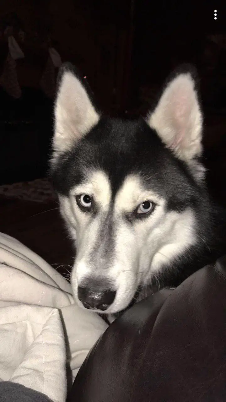 A Husky lying on the couch at night while staring 