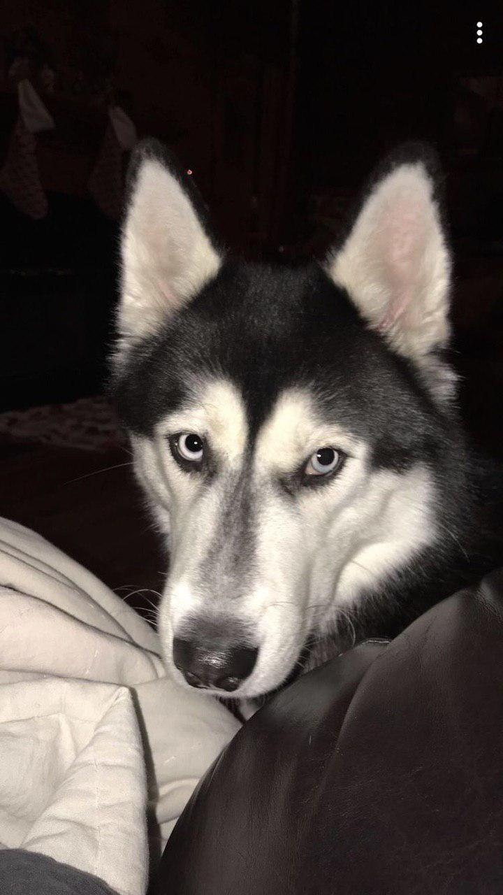 A Husky lying on the couch at night while staring