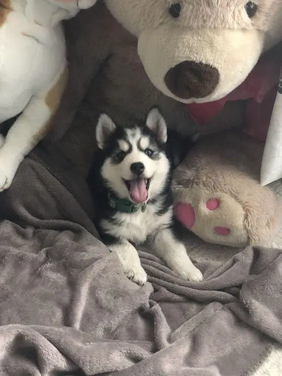 A Husky puppy lying on the bed in between the legs of a large teddy bear