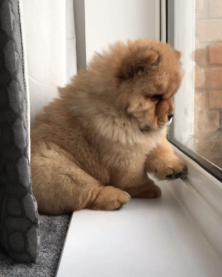 A Chow Chow puppy sitting by the window while staring outside