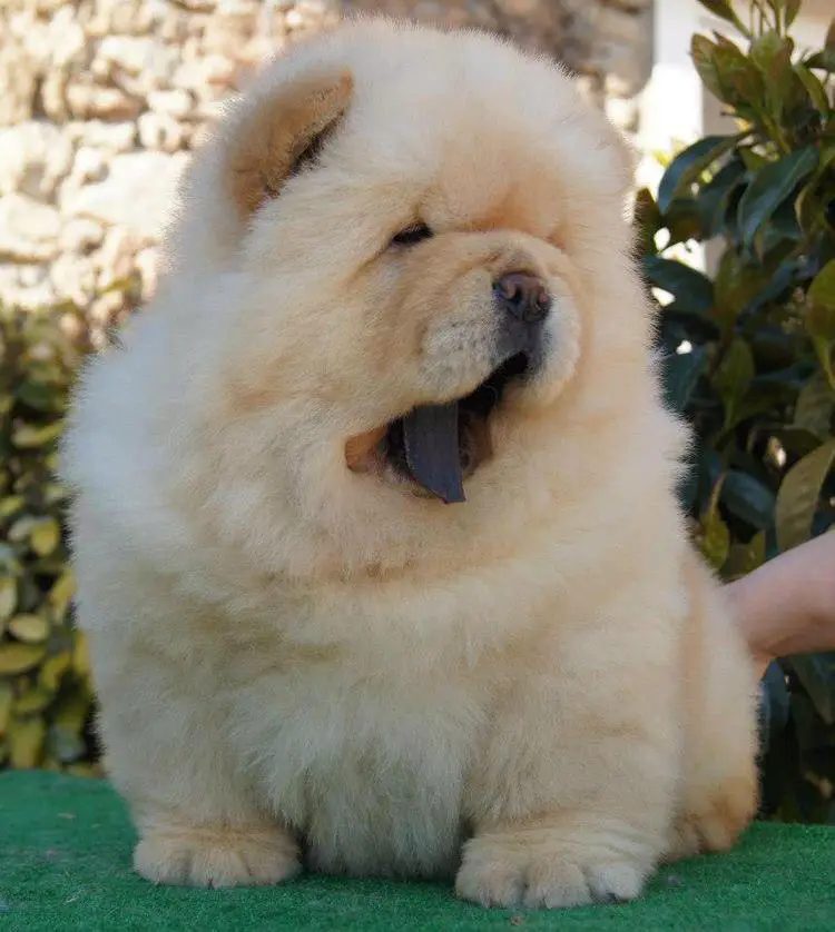A Chow Chow sitting on top of the table in the garden while yawning