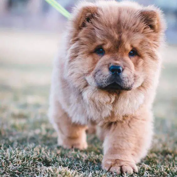 A Chow Chow puppy walking in the grass