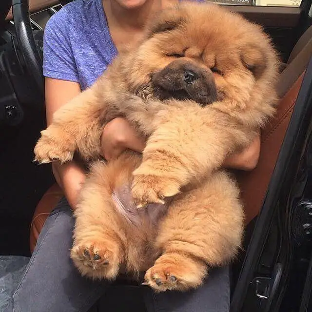 A woman sitting in the back while carrying her Chow Chow puppy