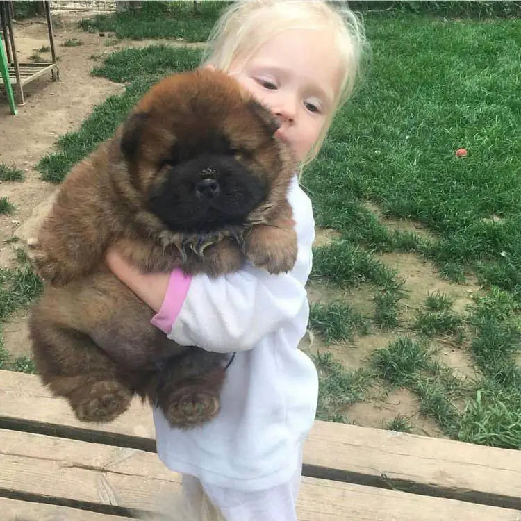 a young girl carrying a Chow Chow puppy