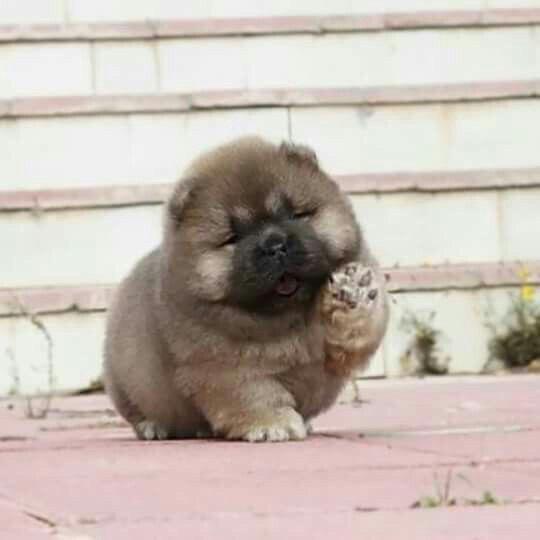 A Chow Chow puppy walking while raising its one paw
