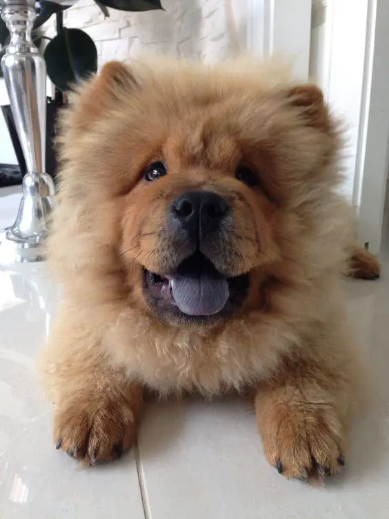 A Chow Chow lying on the floor while smiling