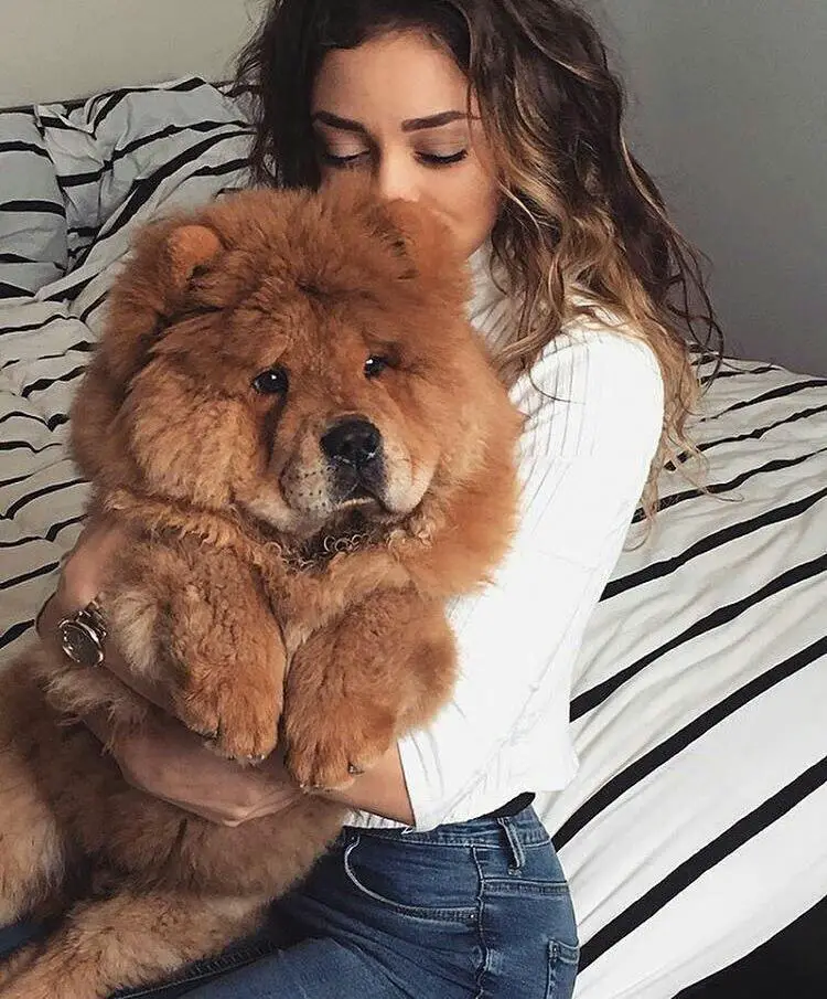 A Chow Chow sitting on the bed while hugging her Chow Chow on her lap