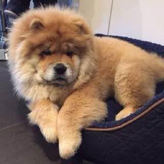 A Chow Chow lying on the bed