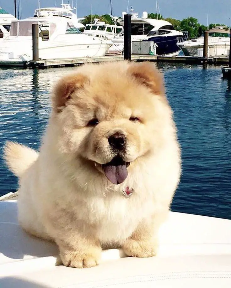 A Chow Chow puppy sitting on the boat in the ocean