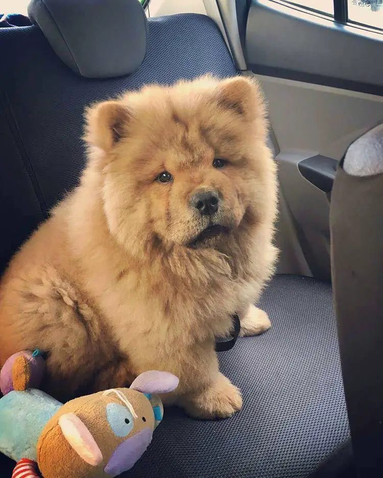 A Chow Chow sitting in the backseat next to a stuffed toy