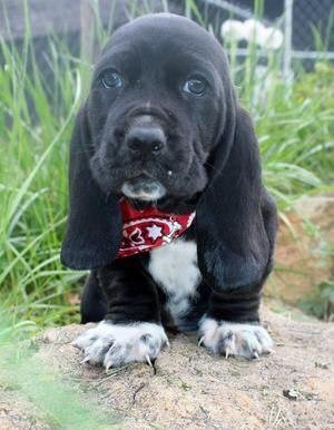 black Basset Hound on top of a big rock