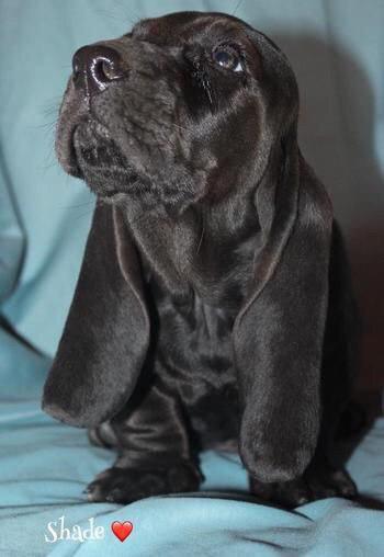 black Basset Hound puppy sitting