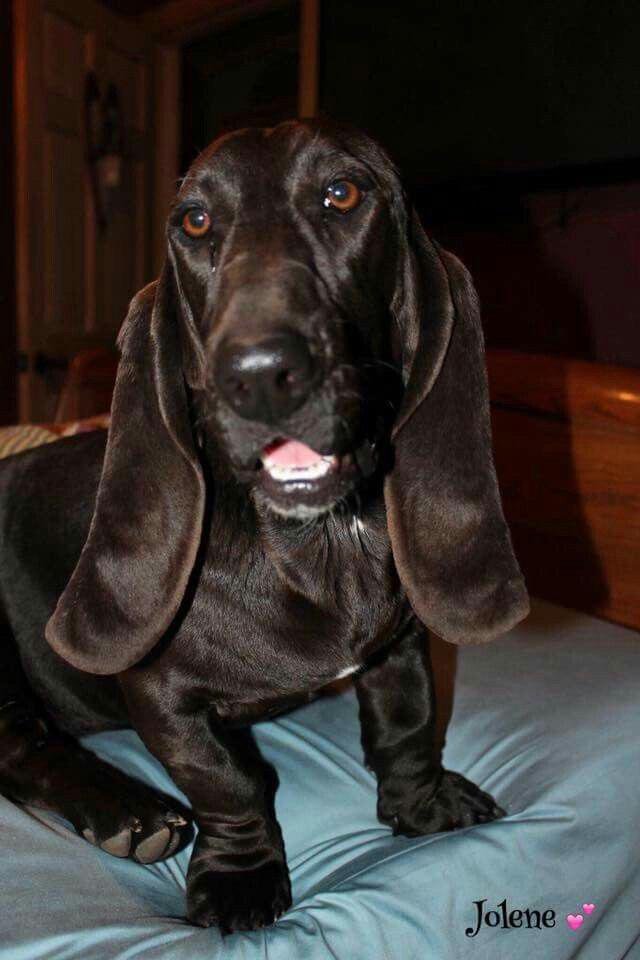 black Basset Hound sitting on a pillow