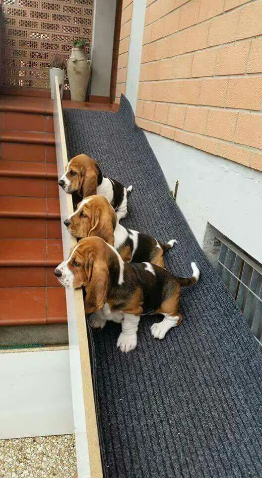 three Basset Hound puppies aligned in the hallway
