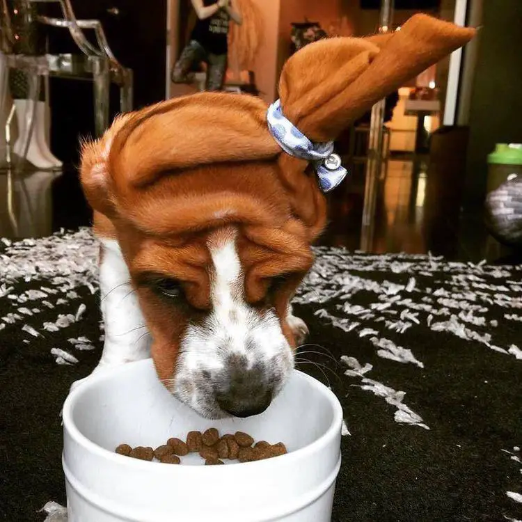 Basset Hound with its ears tied on top of its head