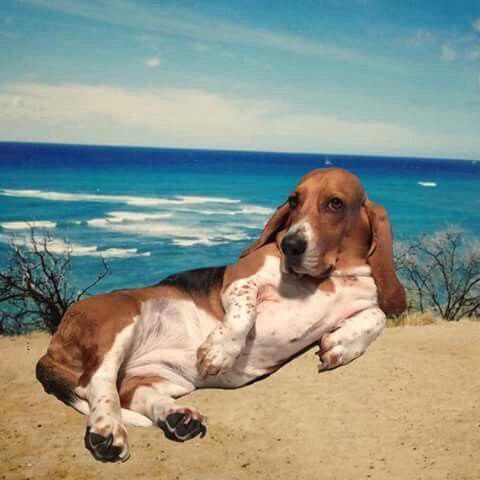 Basset Hound lying in the sand
