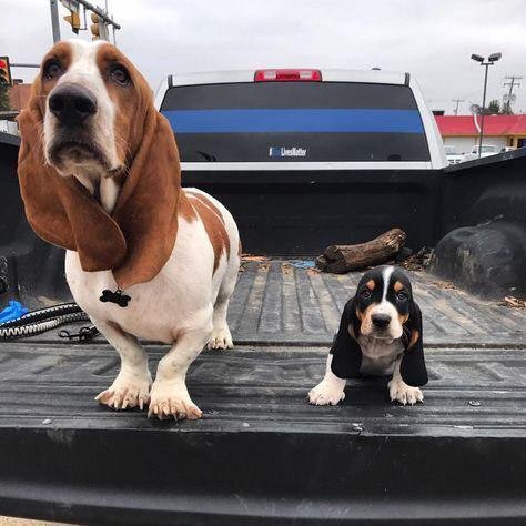 Basset Hound dog and puppy on the car trunk