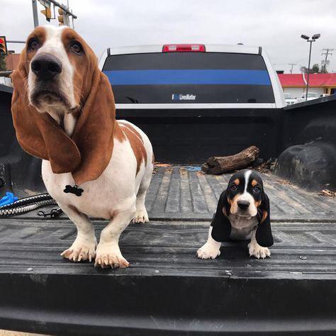Basset Hound dog and puppy on the car trunk