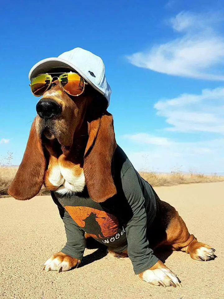 Basset Hound wearing a long sleeves sweater, a sunglasses and a cap