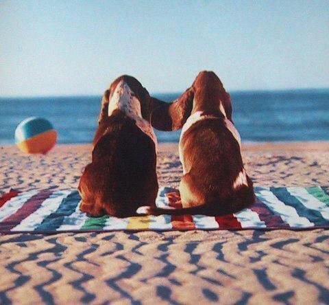 two Basset Hound sitting on a blanket while facing the sea