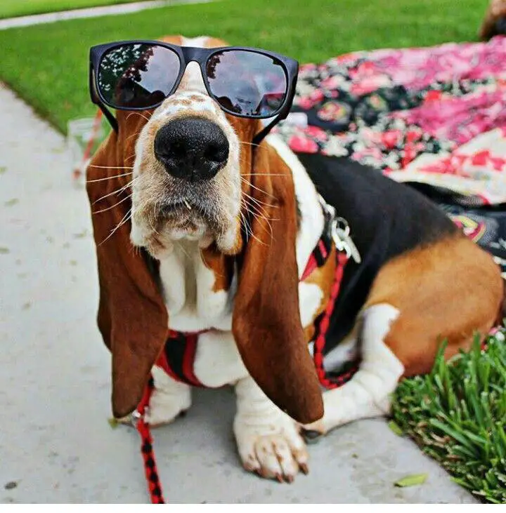 Basset Hound wearing sunglasses