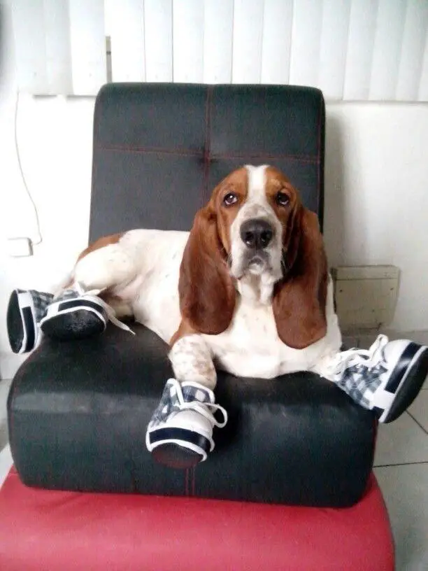 Basset Hound wearing shoes while sitting on the chair
