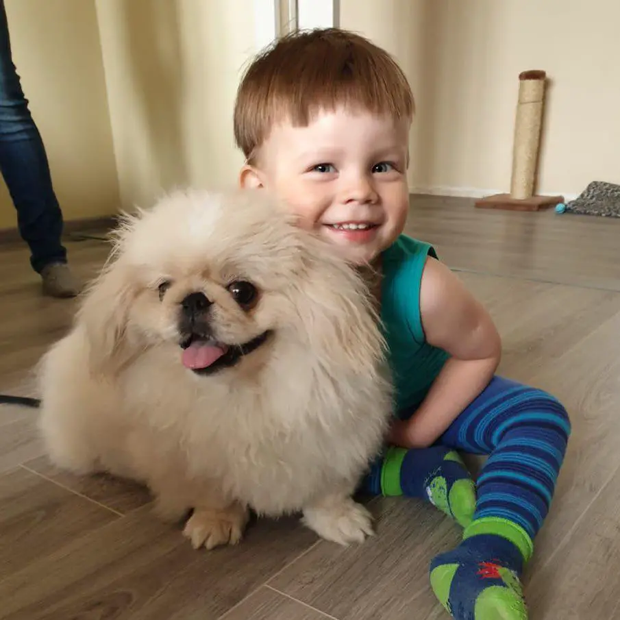 white Pekingese sitting on the floor smiling with a kid