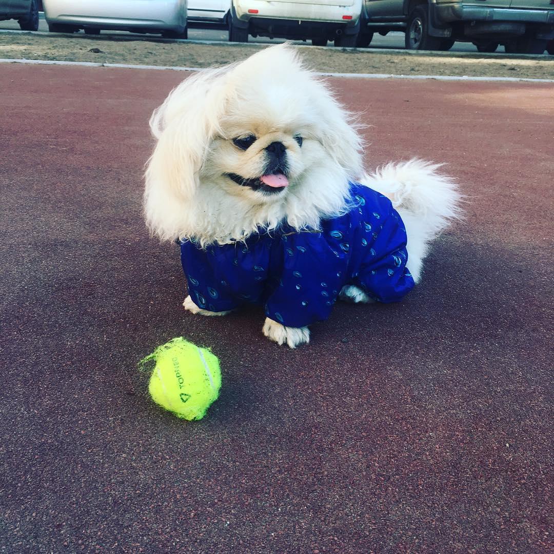 Pekingese in the parking lot while playing with its ball