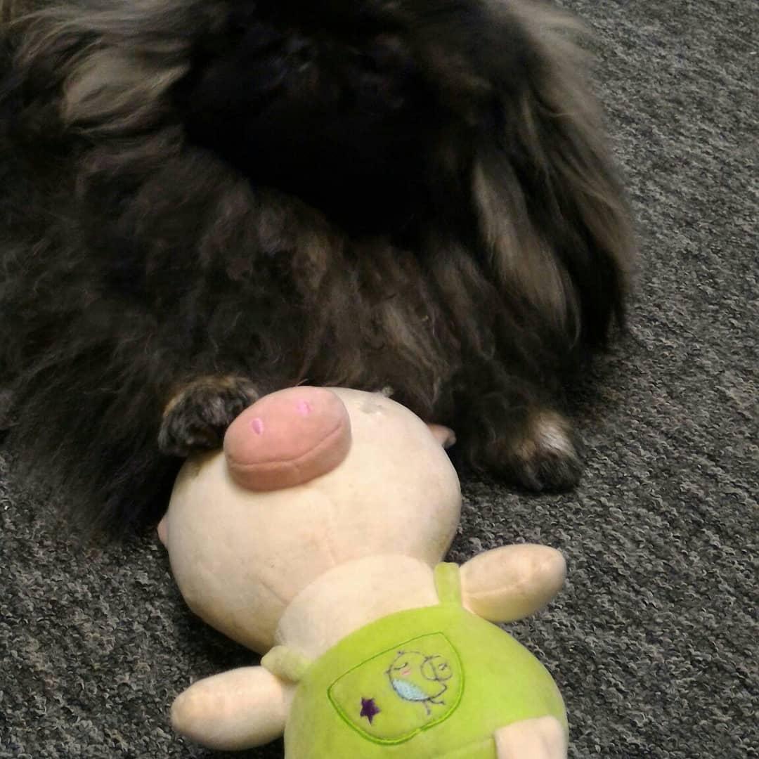 black Pekingese on the floor with its toy