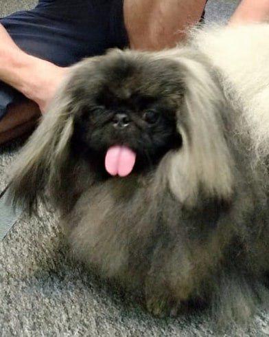 Pekingese on the floor with its tongue out