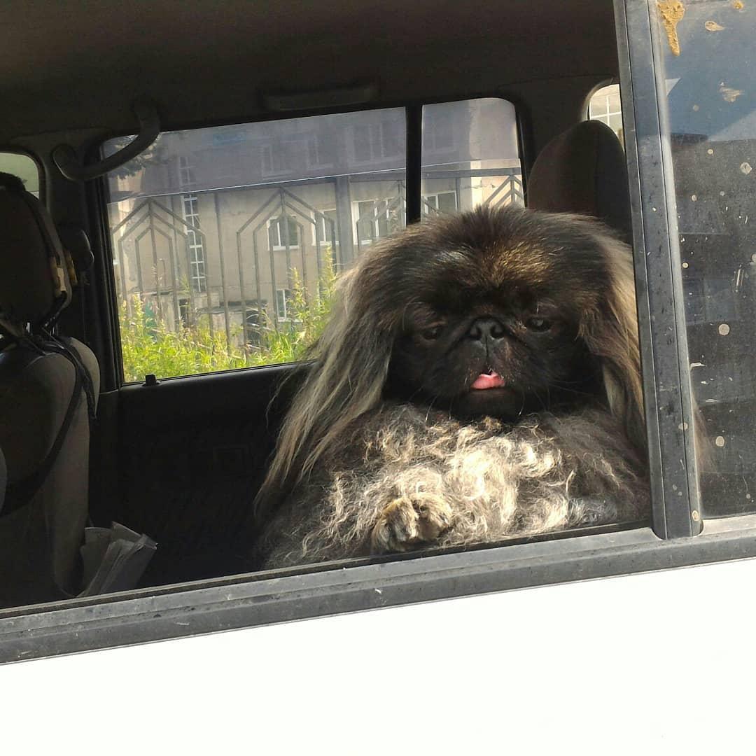 Pekingese inside the car