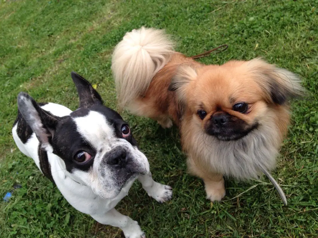 Pekingese in the yard while looking at a boston terrier dog beside it