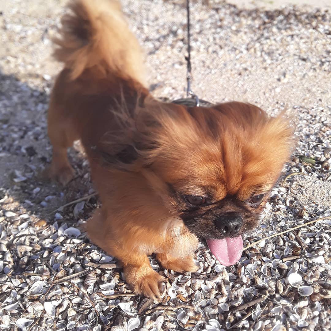 Pekingese taking a walk with its tongue out