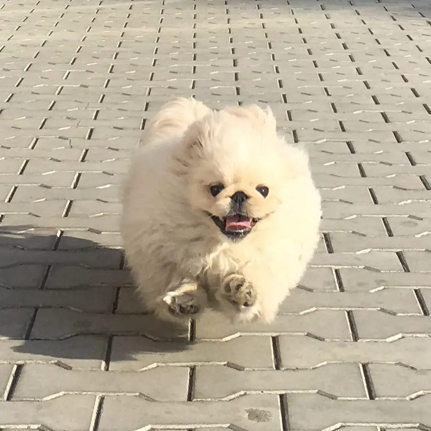 white Pekingese running on the pavement
