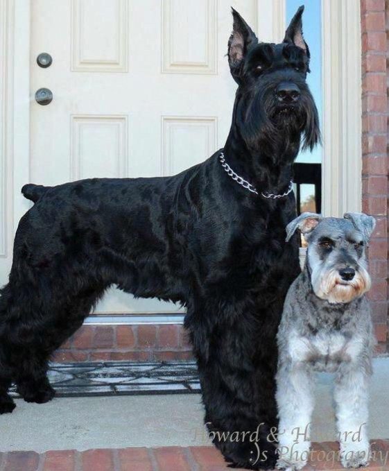 Schnauzers guard