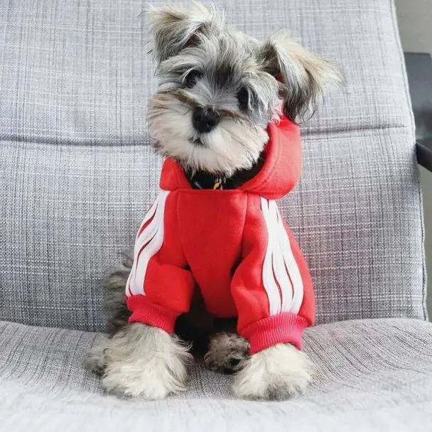 Schnauzers in cool sweater