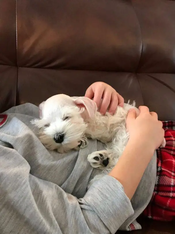 Schnauzers sleeping soundly in the kid's chest