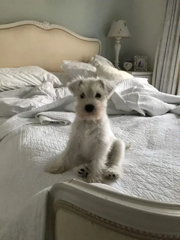Schnauzers in bed 