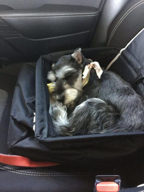 Schnauzers sleeping in a car